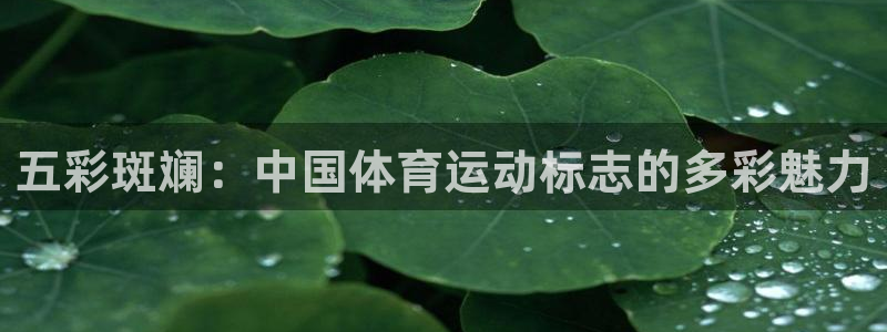 678体育app